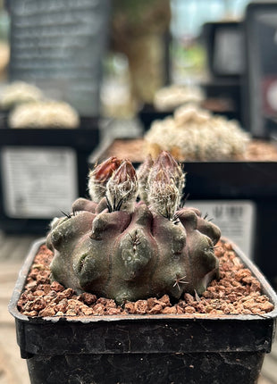 Neoporteria occulta