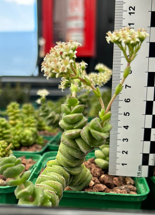 Crassula marnieriana