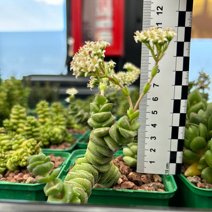 Crassula marnieriana