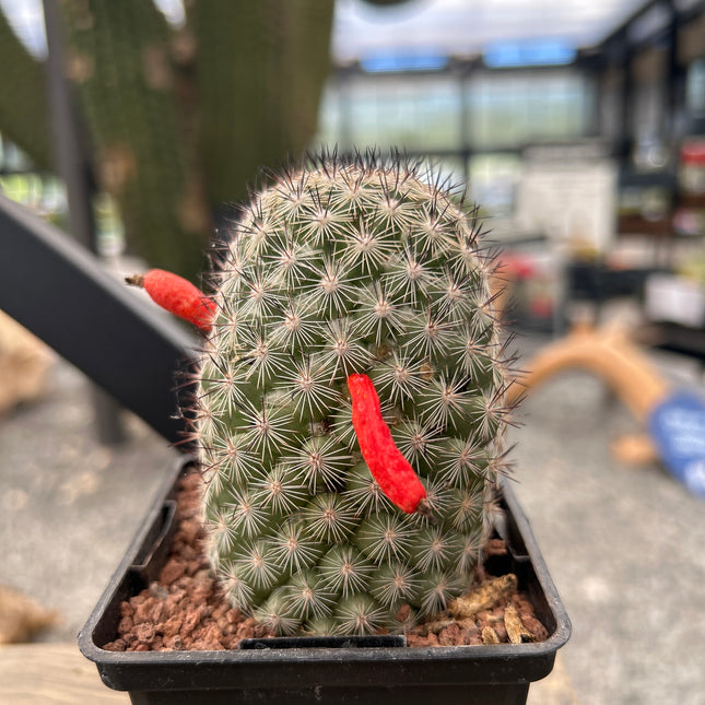 Mammillaria fraileana