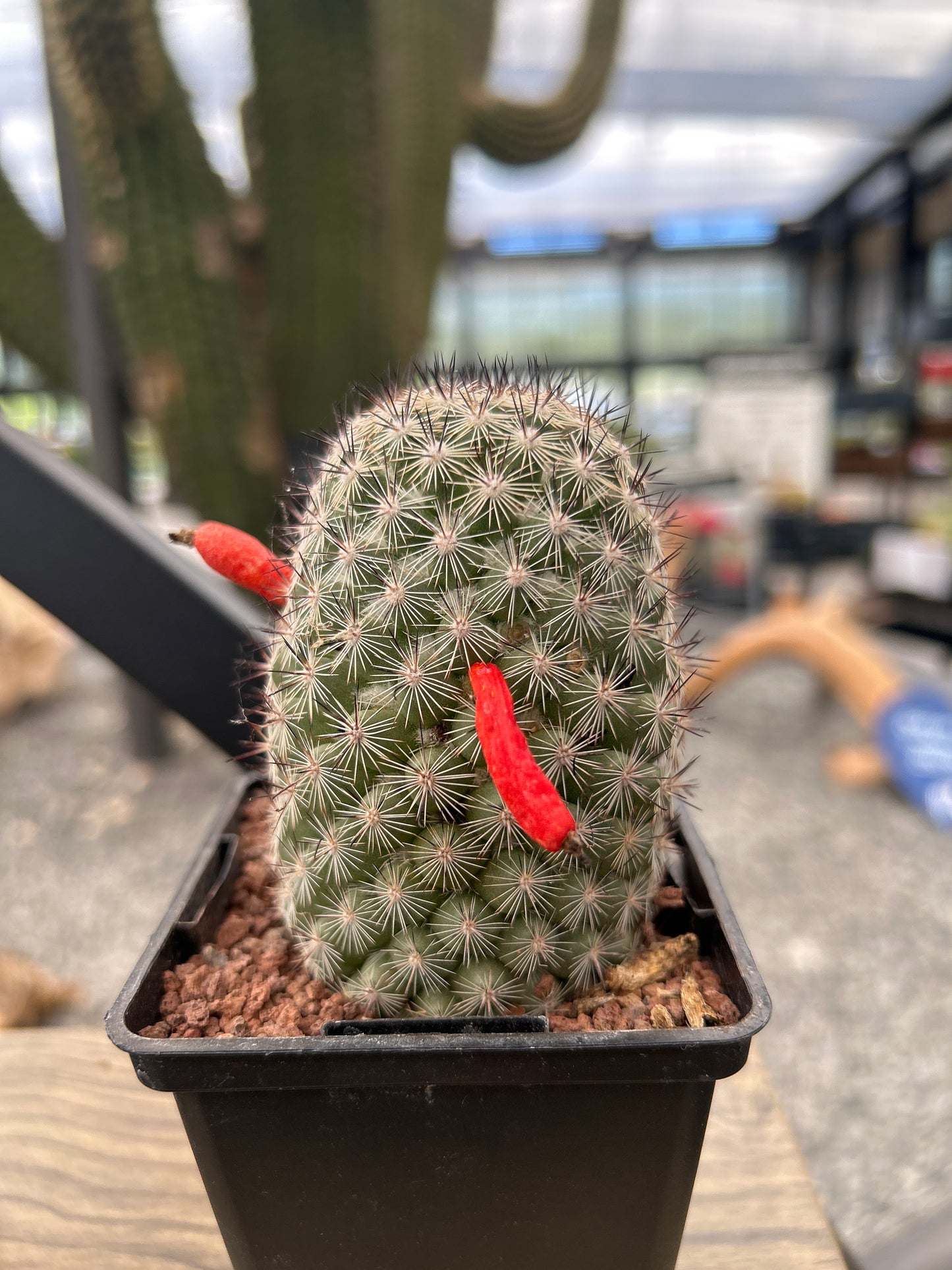 Mammillaria fraileana