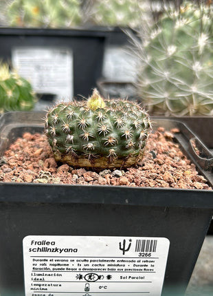 Frailea schilinzkyana