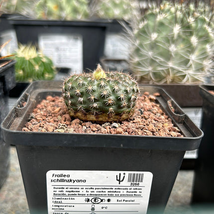 Frailea schilinzkyana