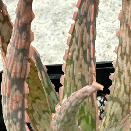 Aloe 'Green Sand’ | Aloe 'Vito' Aloe híbrido KG
