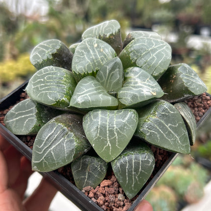 Haworthia 'Tukinage'