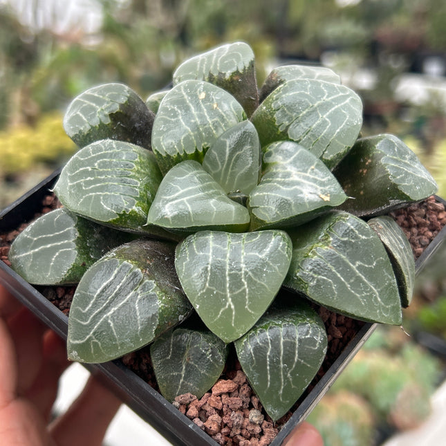 Haworthia 'Tukinage'