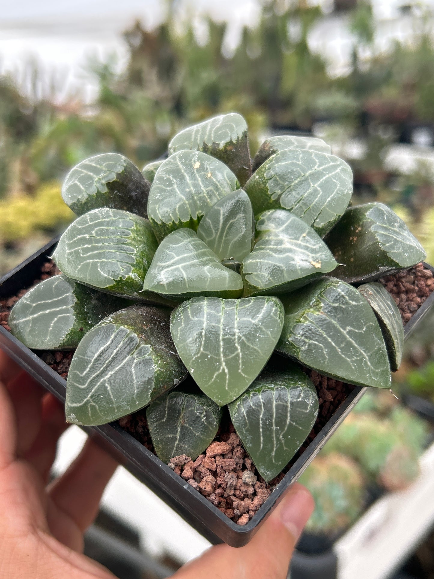 Haworthia 'Tukinage'