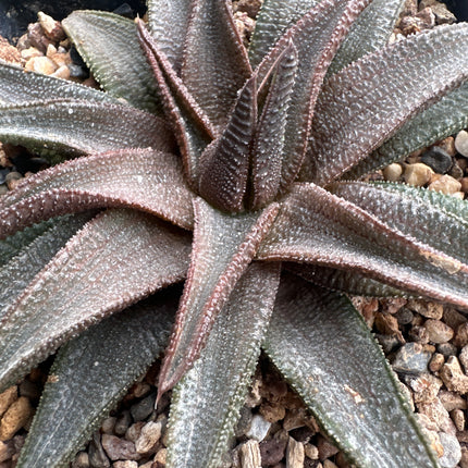 Haworthiopsis koelmaniorum IB876
