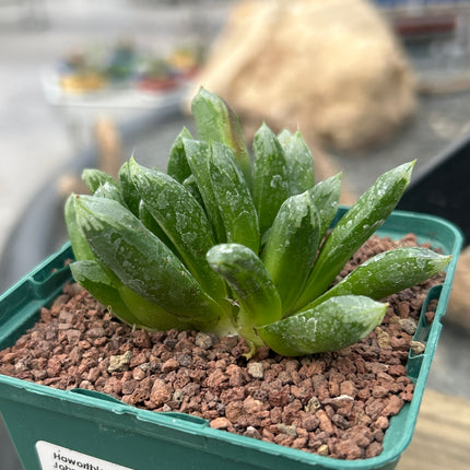Haworthia „Harry Johnson“