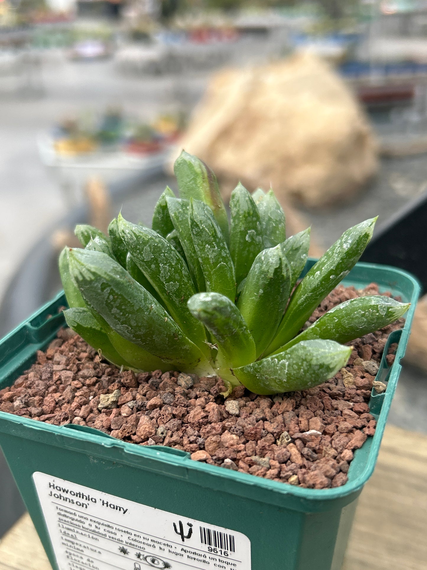 Haworthia 'Harry Johnson'