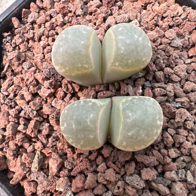 Lithops meyeri