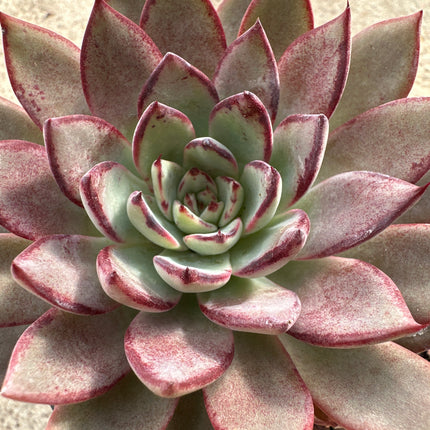 Echeveria caamanoi |La roseta de fuego de Puebla