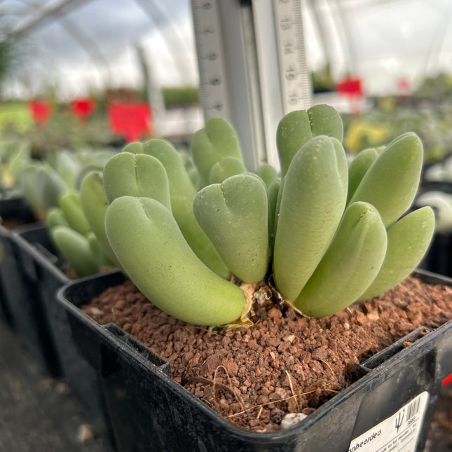 Vanheerdea divergens