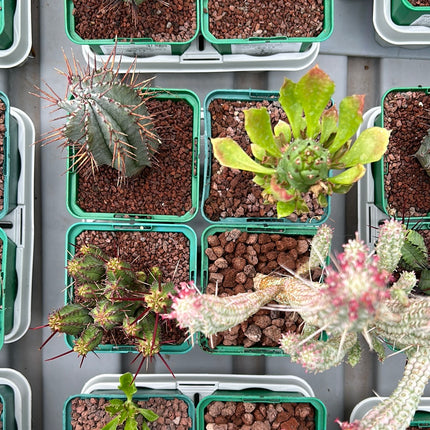 Desert PACK Euphorbias