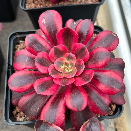 Aeonium ‘Medusa’