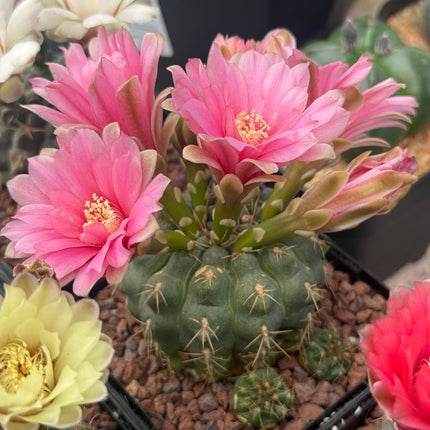 Gymnocalycium baldianum