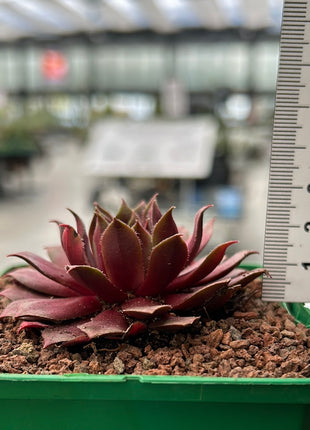 Sempervivum ‘Big Martin’