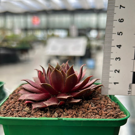 Sempervivum 'Big Martin'
