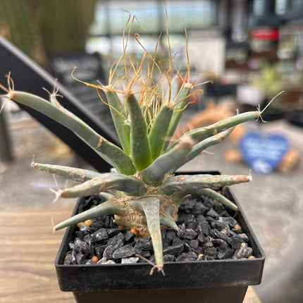 Leuchtenbergia principis