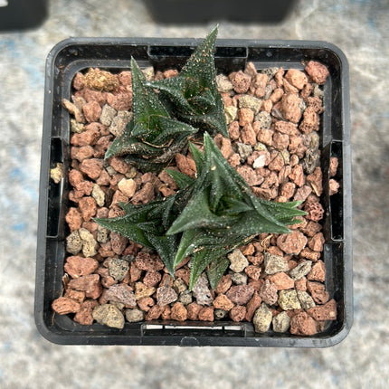 Haworthiopsis nigra var. nigra