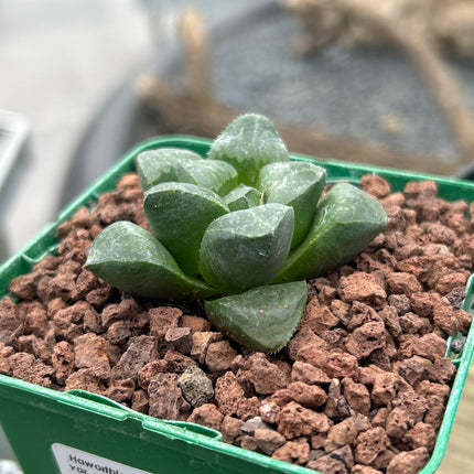 Haworthia retusa var. mutica