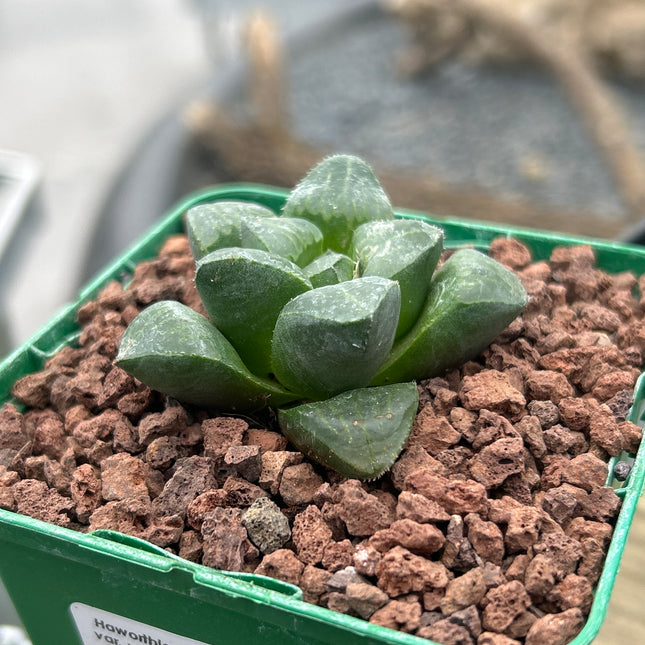 Haworthia retusa var. mutica