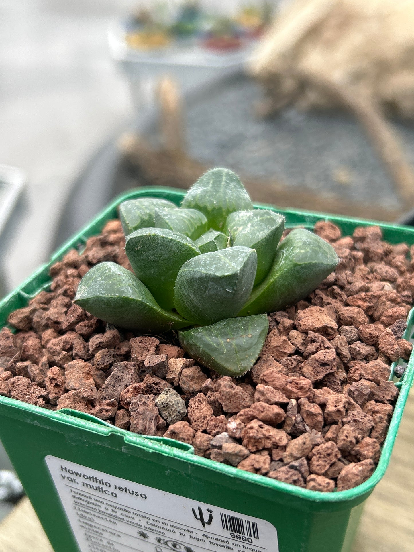 Haworthia retusa
 var. mutica