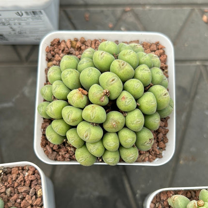 Conophytum meyeri