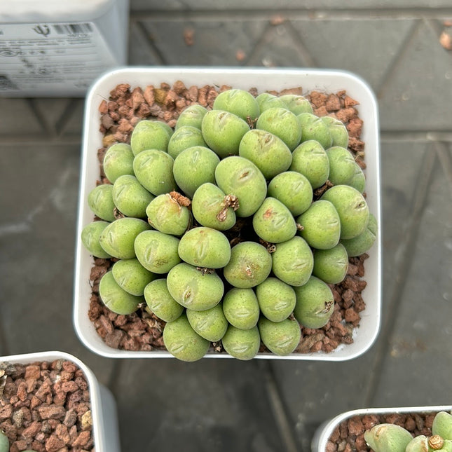 Conophytum meyeri