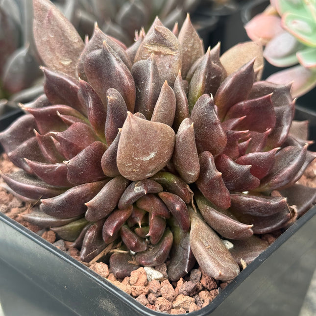 Echeveria ‘Black Princess’
