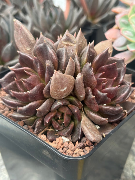 Echeveria ‘Black Princess’