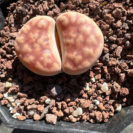 Lithops karasmontana subsp. karasmontana var. leeicheana C330