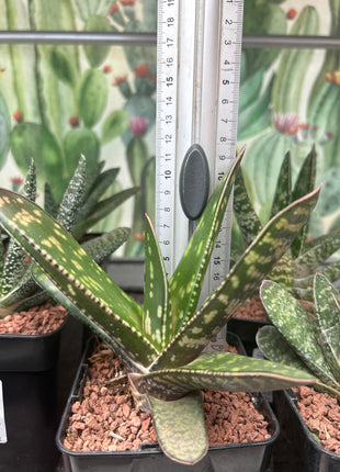 Gasteria croucheri subsp. croucheri