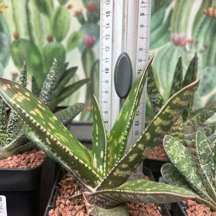 Gasteria croucheri subsp. croucheri