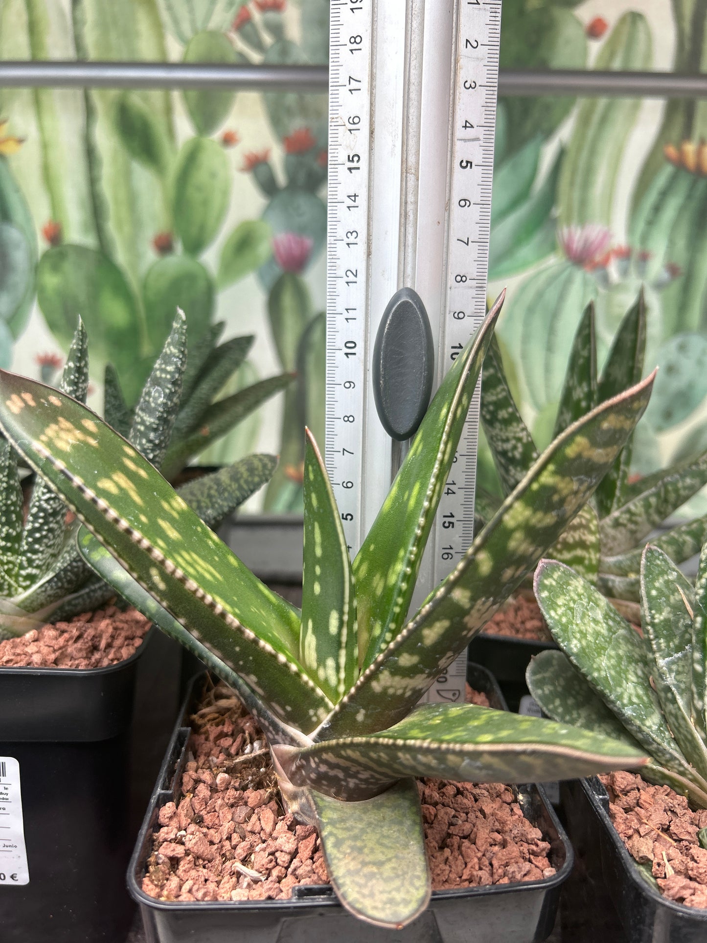 Gasteria croucheri subsp. croucheri