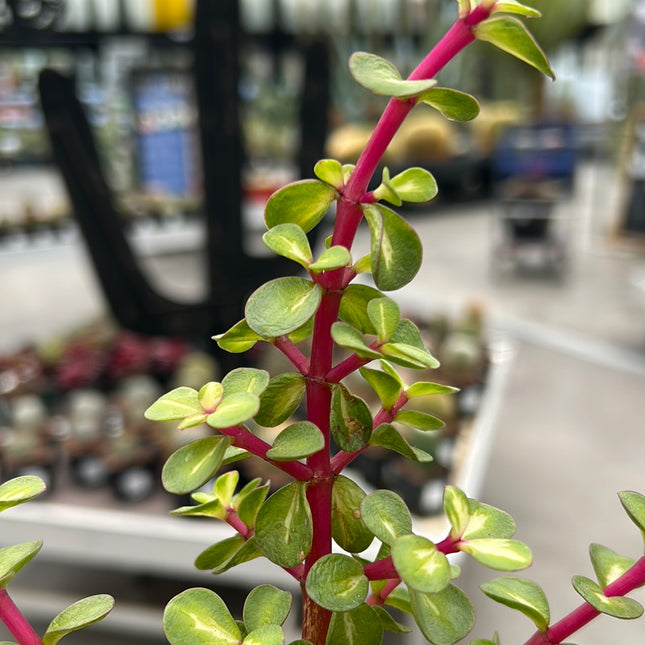 Portulacaria afra variegata 'Red Stem' "M" "L" and "XL"