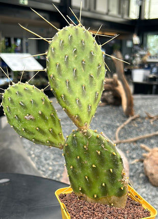Opuntia 'Green shadows'
