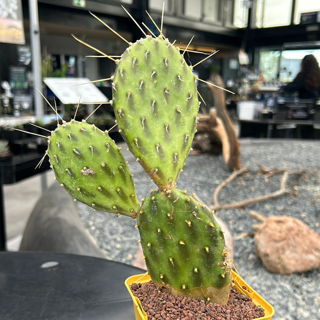 Opuntia ‘Green shadows’