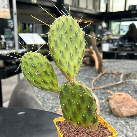Opuntia ‘Green shadows’