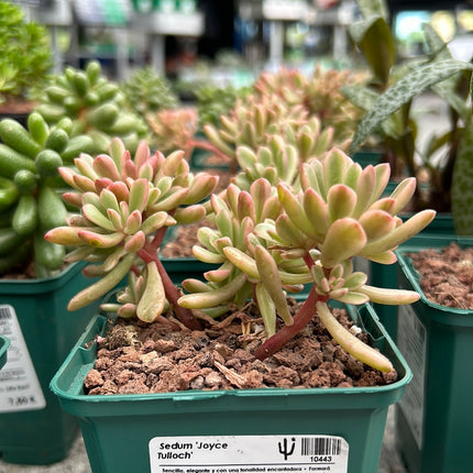 Sedum 'Joyce Tulloch'