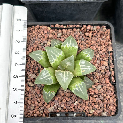 Haworthia 'Yuyake'