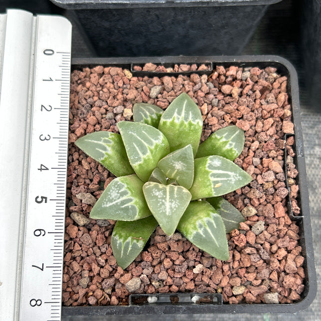 Haworthia 'Yuyake'