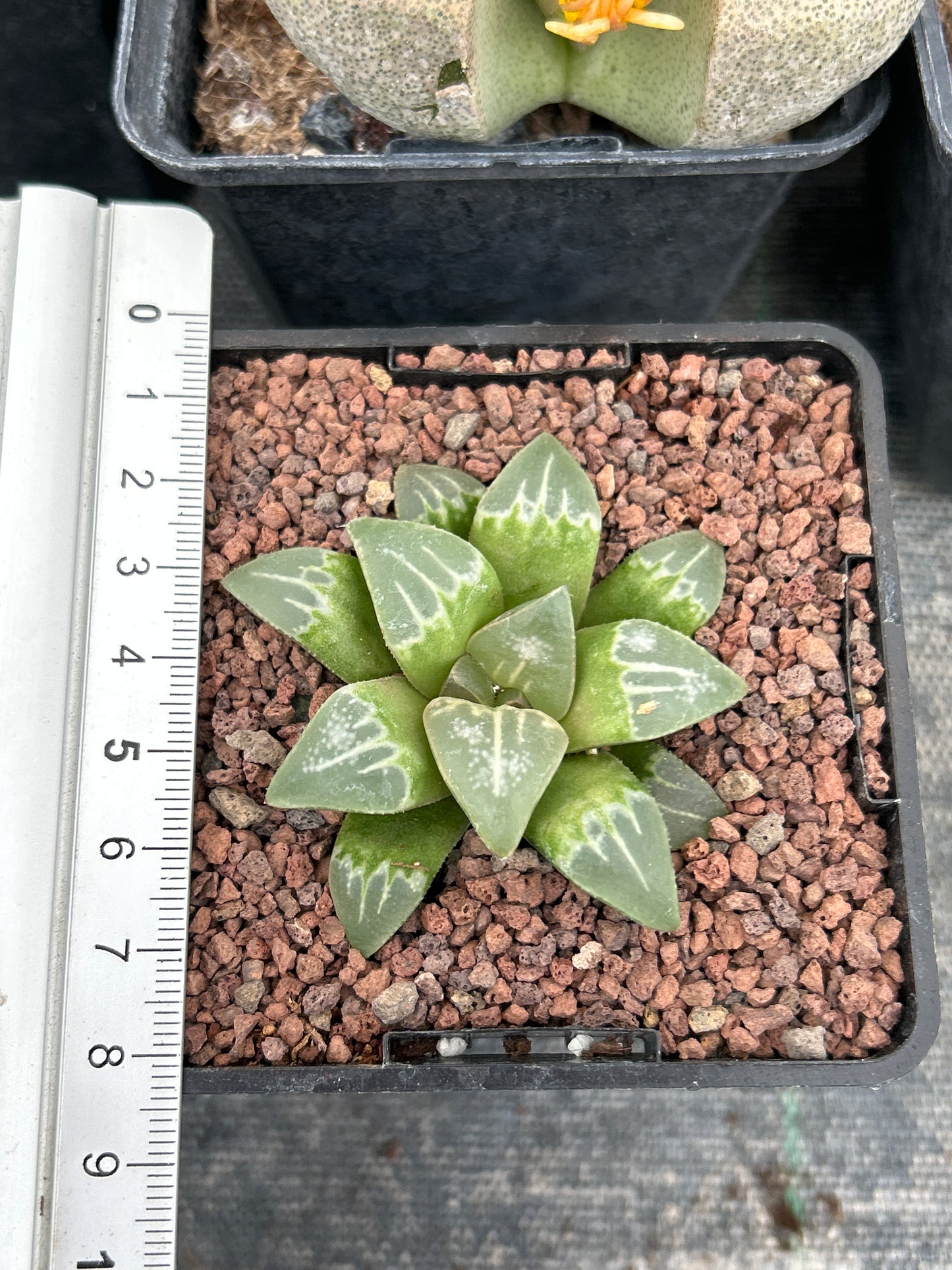 Haworthia 'Yuyake'