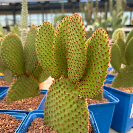 Opuntia microdasys
