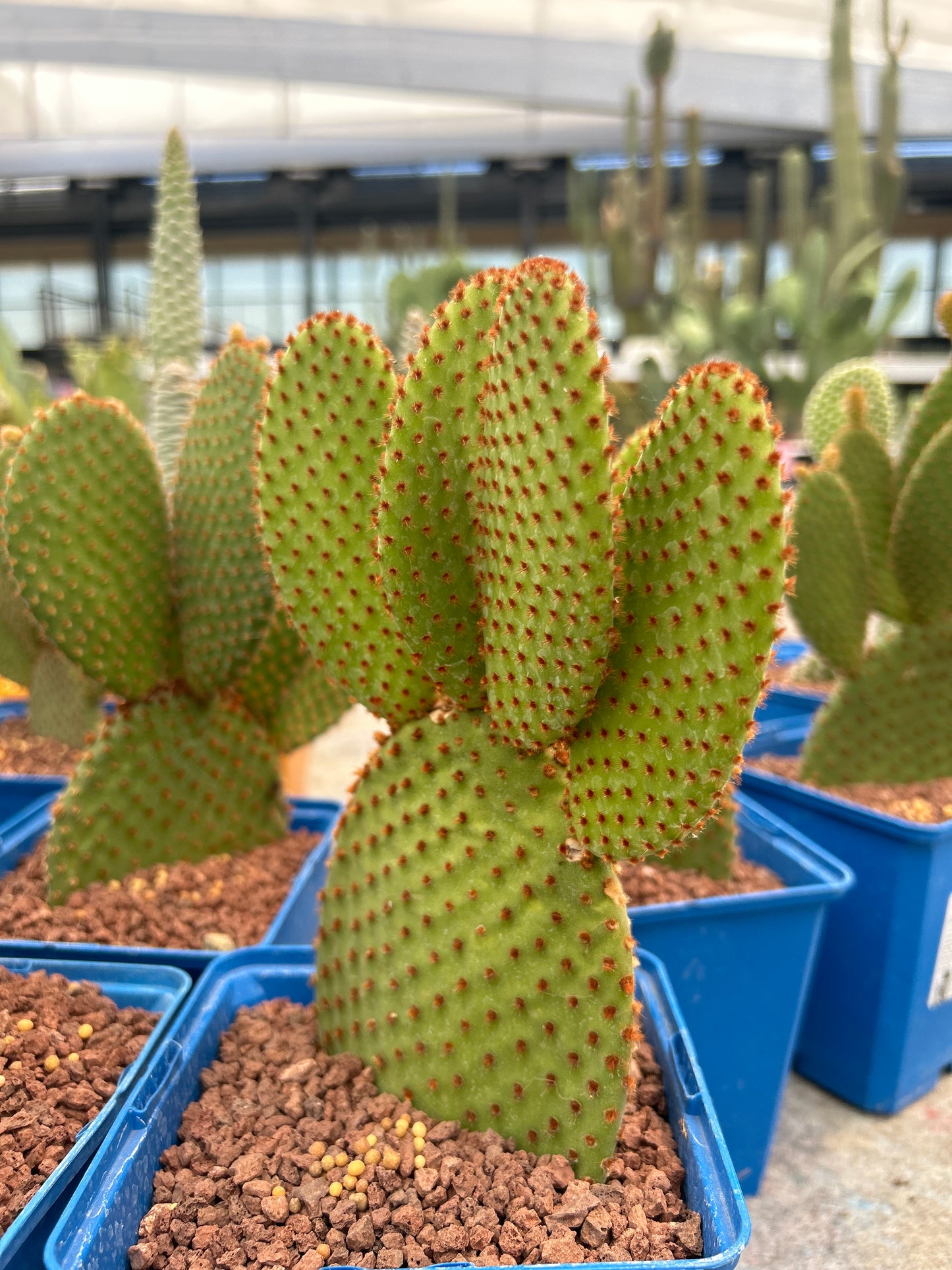 Opuntia microdasys