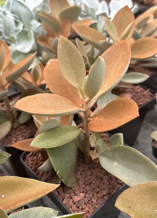 Kalanchoe orgyalis