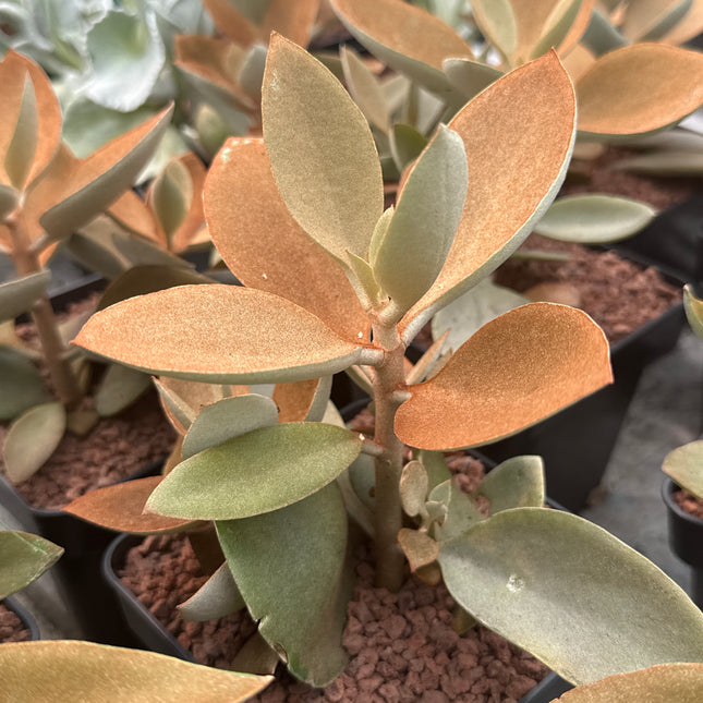 Kalanchoe orgyalis