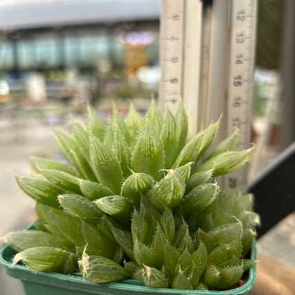 Haworthia cooperi var. hissui