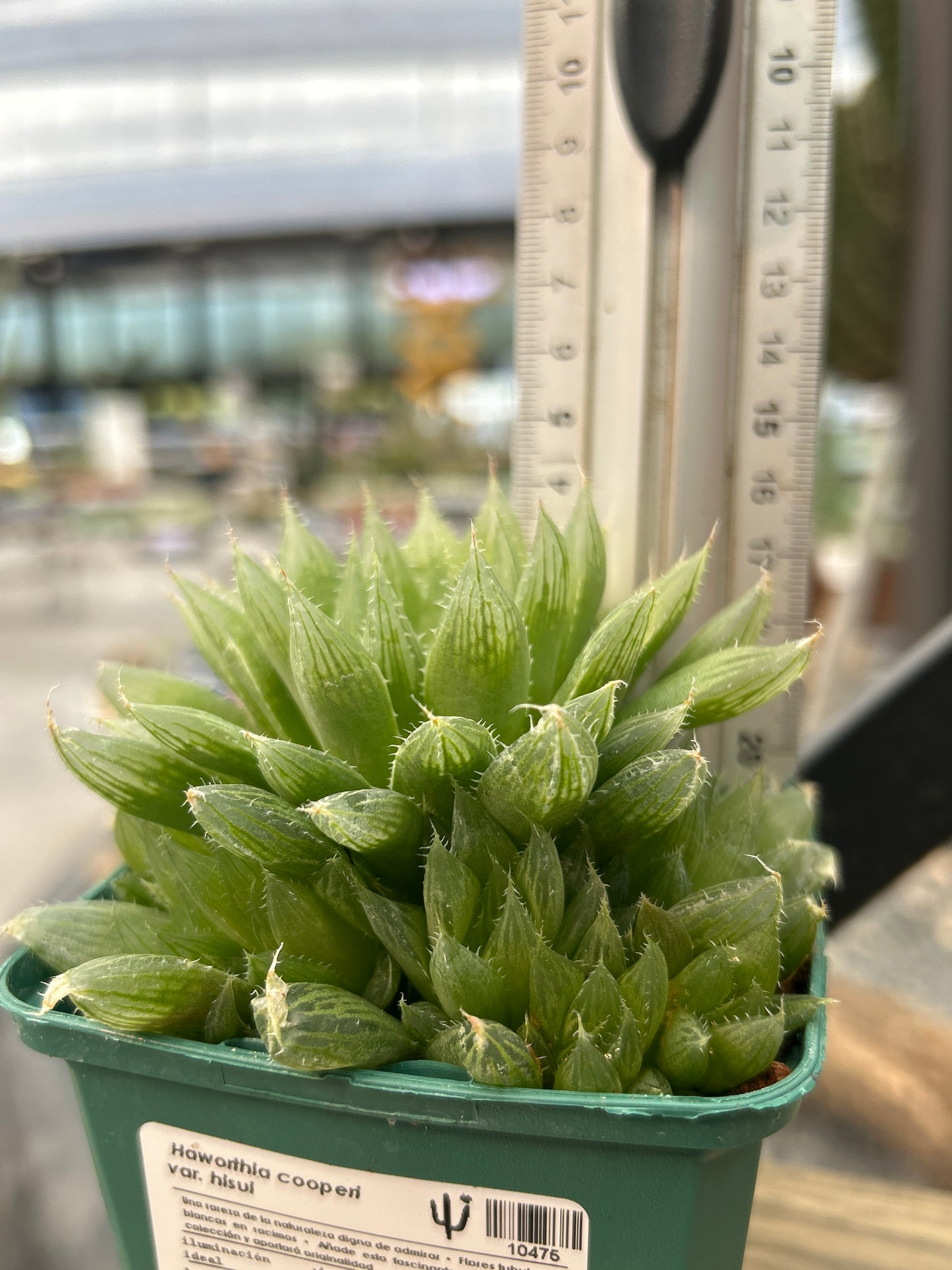 Haworthia cooperi var. hissui