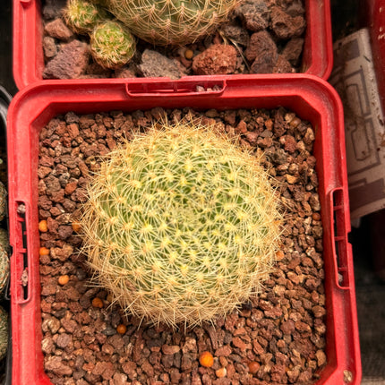 Aylostera walteri